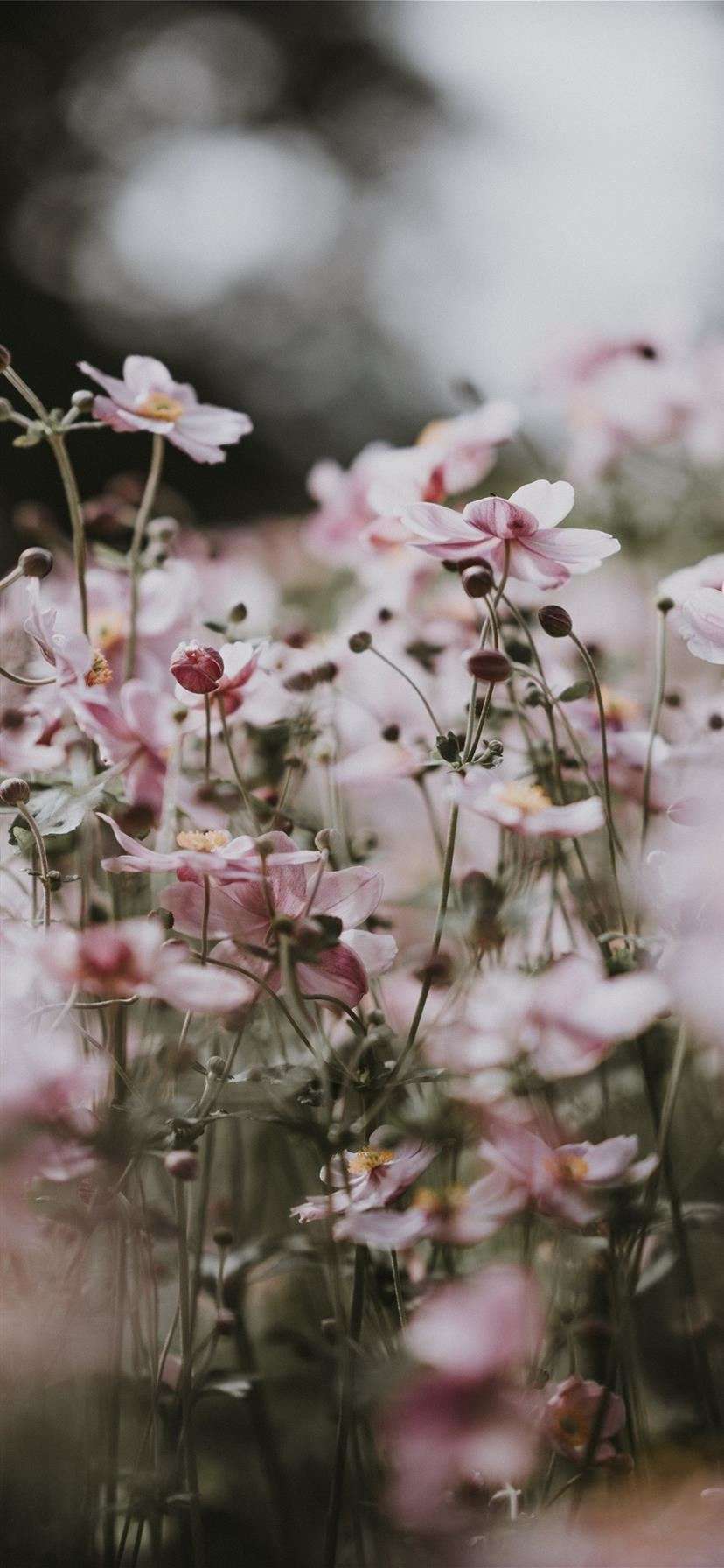 You can also upload and share your favorite floral iphone wallpapers. 4k Iphone 11 Flowers Wallpapers Wallpaper Cave