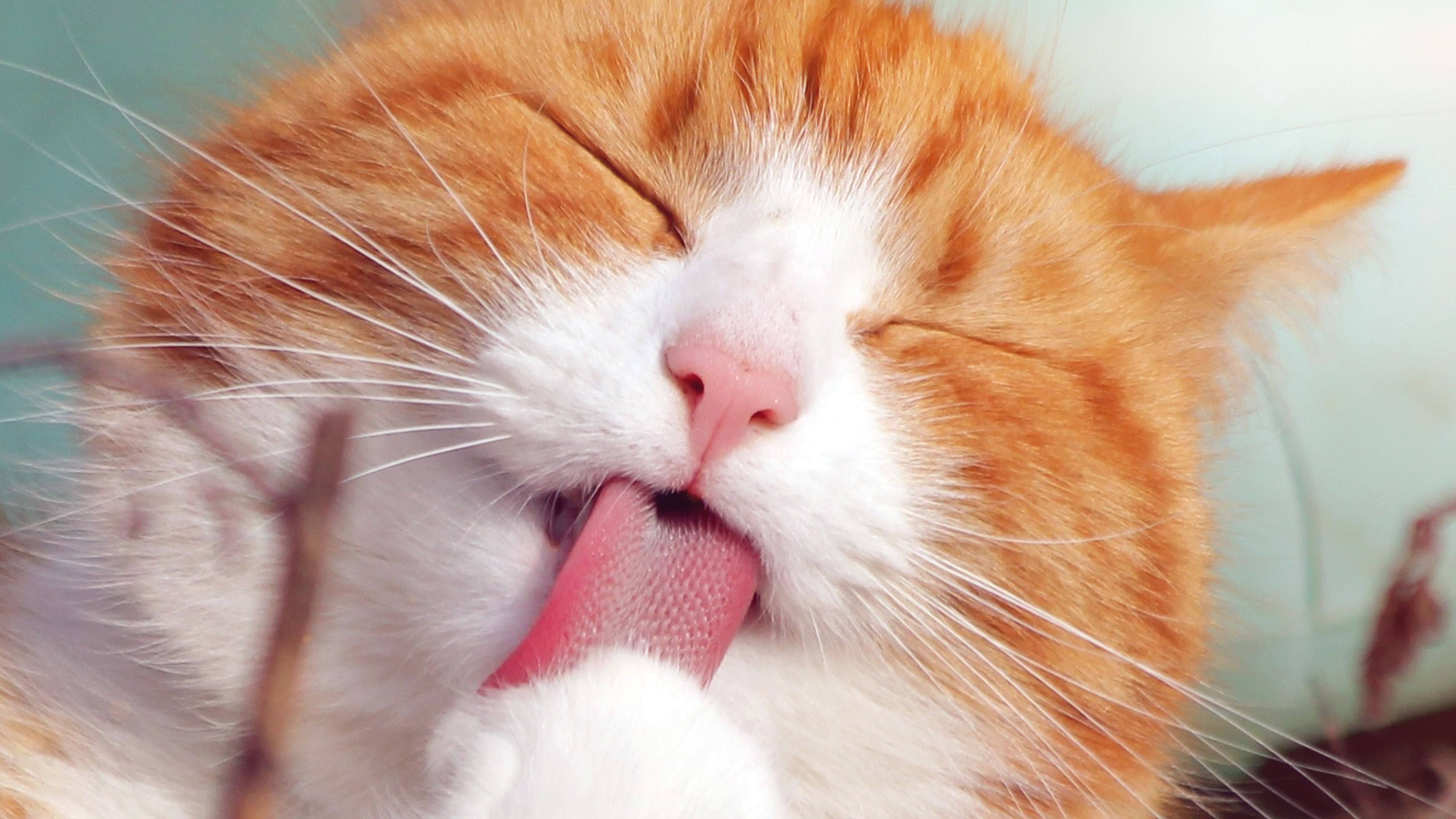 Cat smiling wallpapers