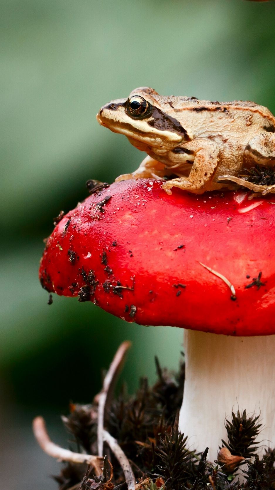 A lovingly curated selection of 254 free hd mushroom wallpapers and background images. Mushroom Frog Wallpapers Wallpaper Cave