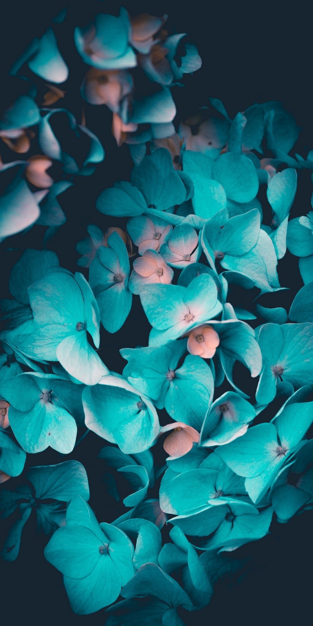 In this tutorial, you will create 3 dimensional flowers that will remind you of e. Teal Flowers Wallpapers Wallpaper Cave