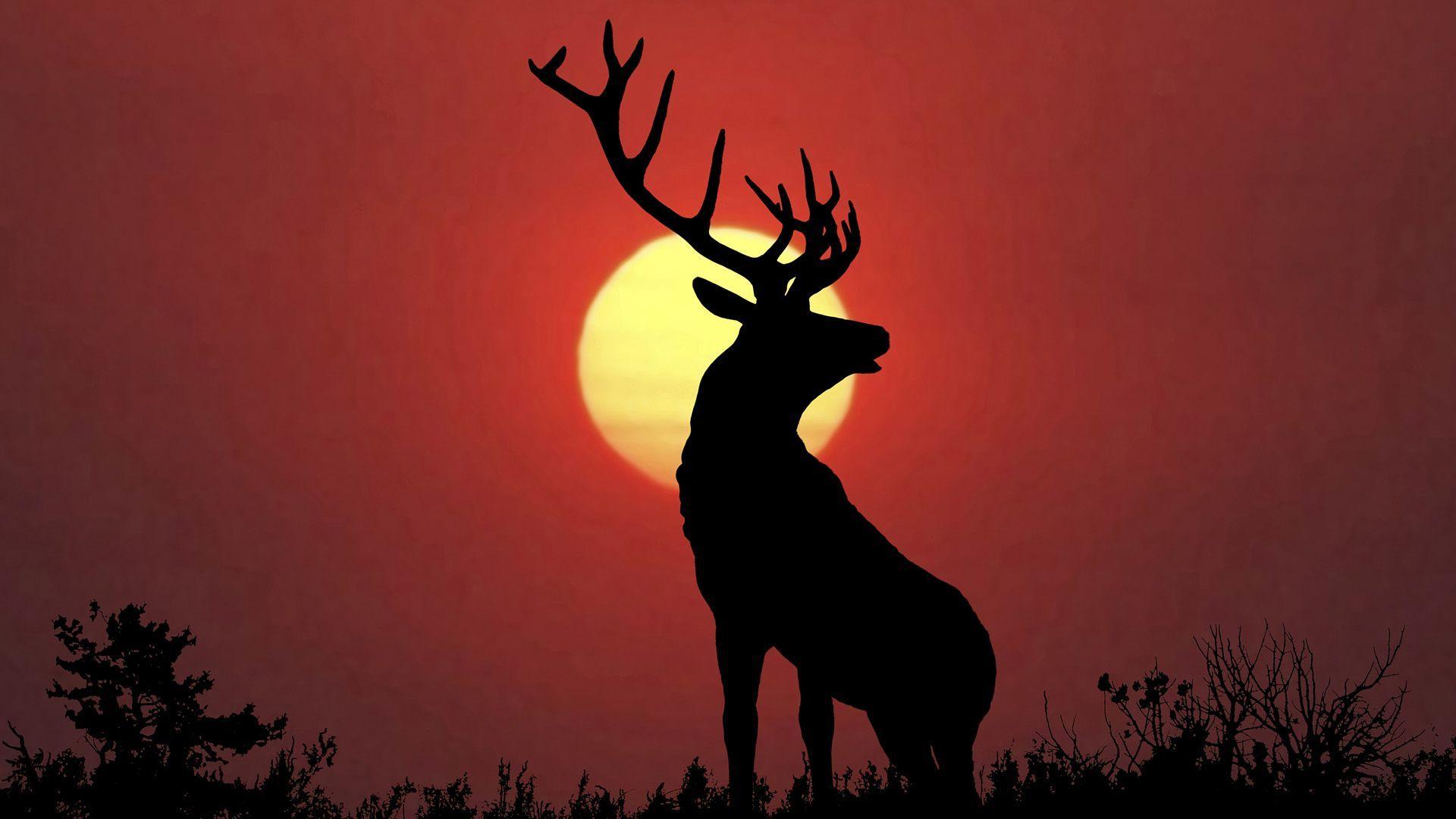 See the handpicked elk wallpapers images and share with your frends and social sites. Elk Wallpapers Wallpaper Cave
