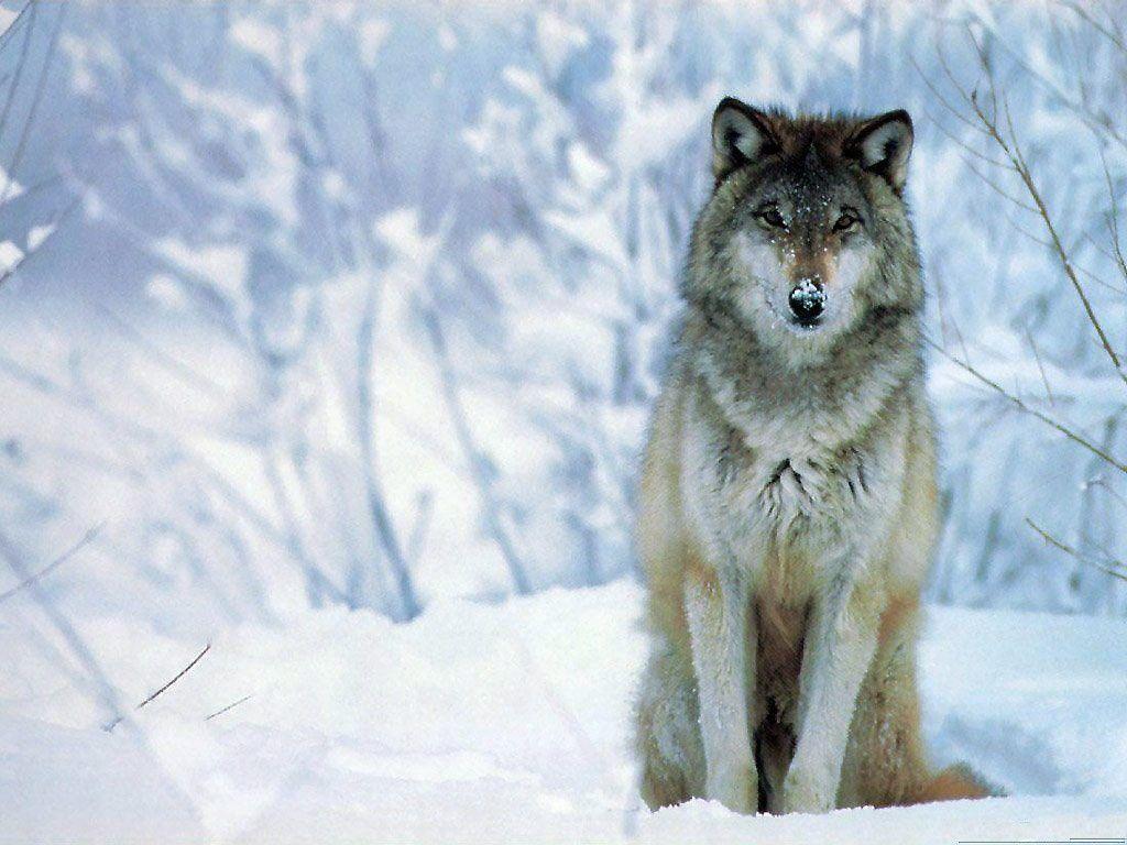 Lobos Salvajes Wallpapers Hd Wallpaper Cave