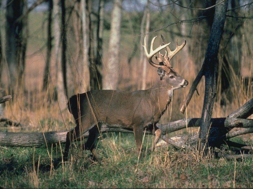 Feel free to use these deer hunting images as a background for your pc, laptop, android phone, iphone or tablet. Deer Desktop Wallpapers Wallpaper Cave