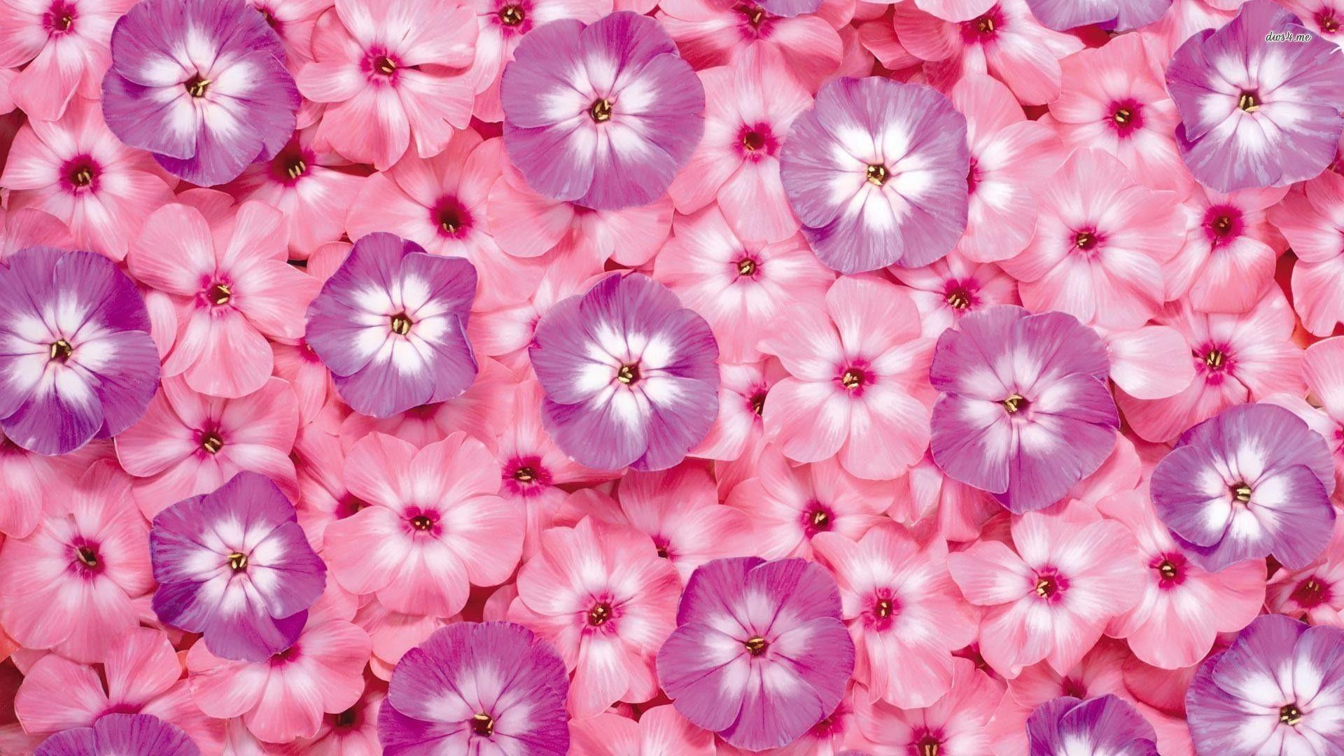 Pink and purple flower backgrounds