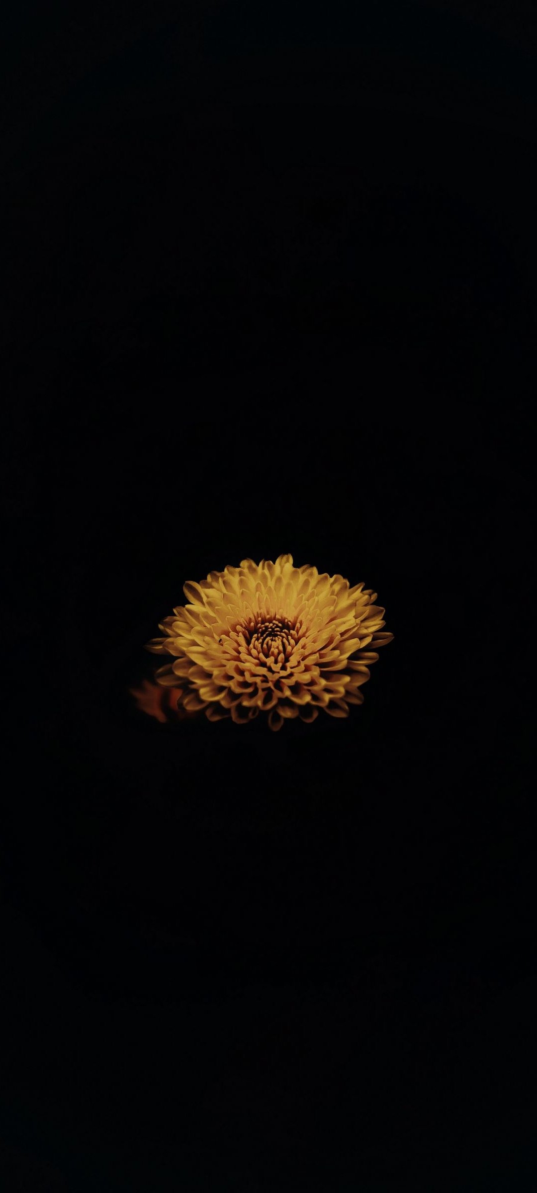 Realme GT 8 Pro Aston Martin F1 Limited Edition Wallpapers 