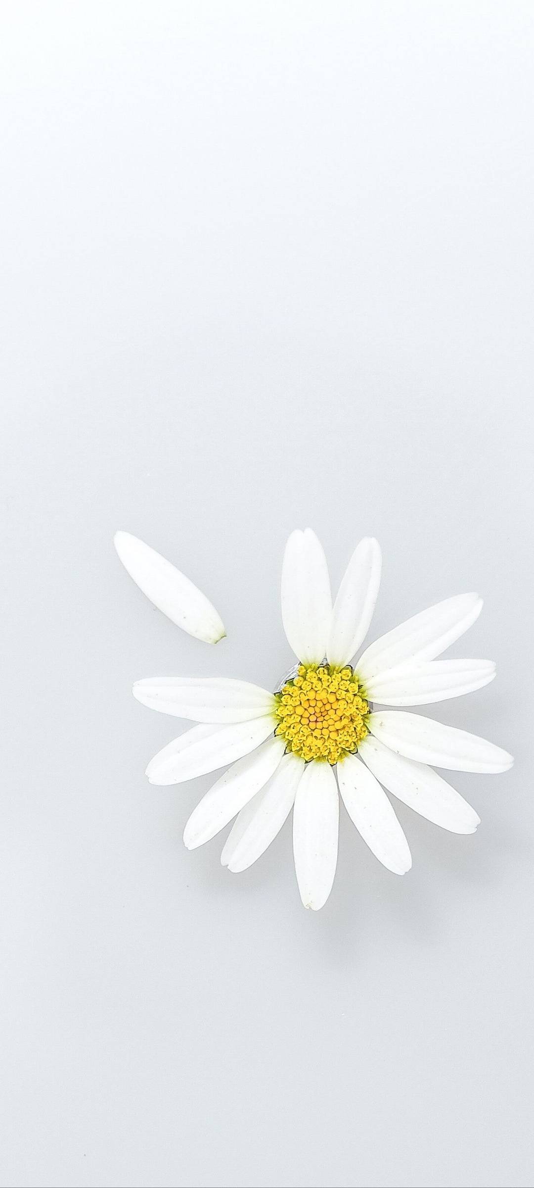 White Wallpapers For Smartphones