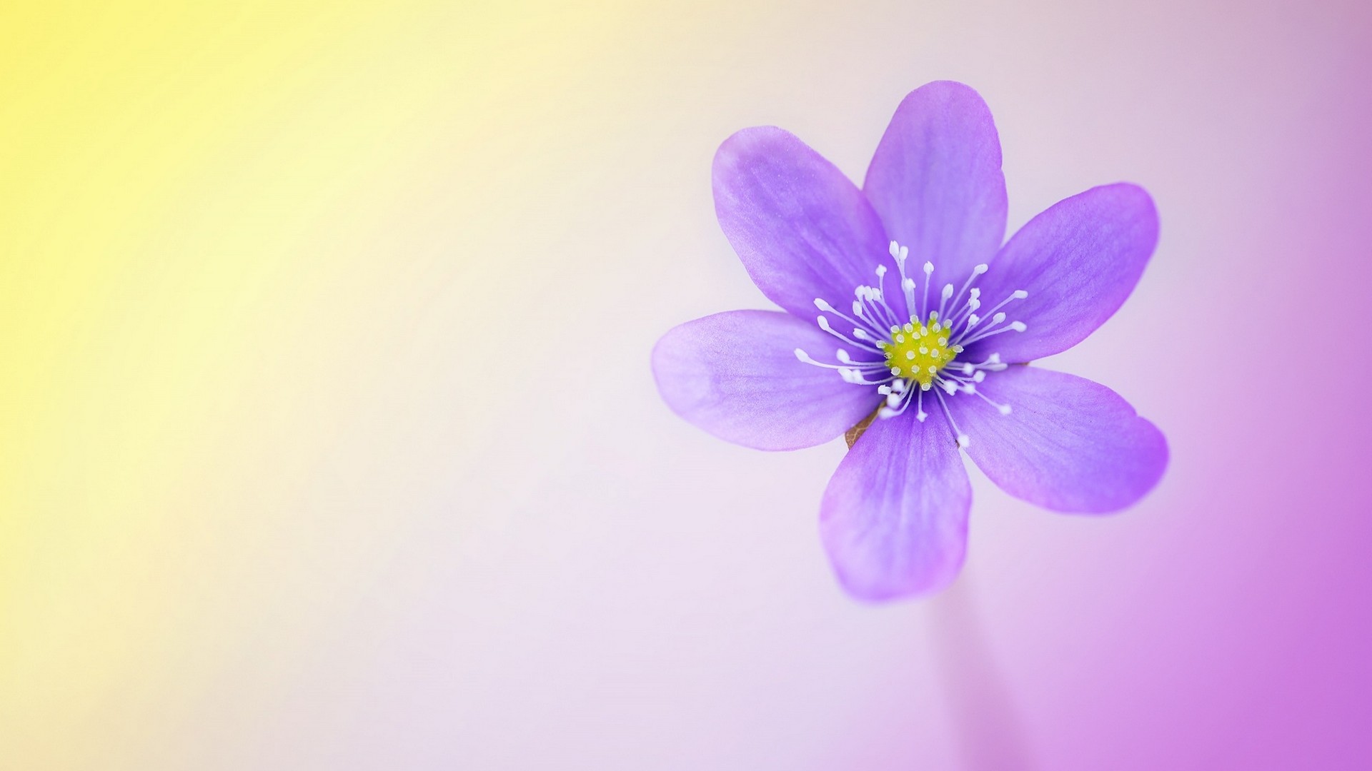 Download the background for free. Wallpaper Hello Spring Desktop 2021 Cute Wallpapers