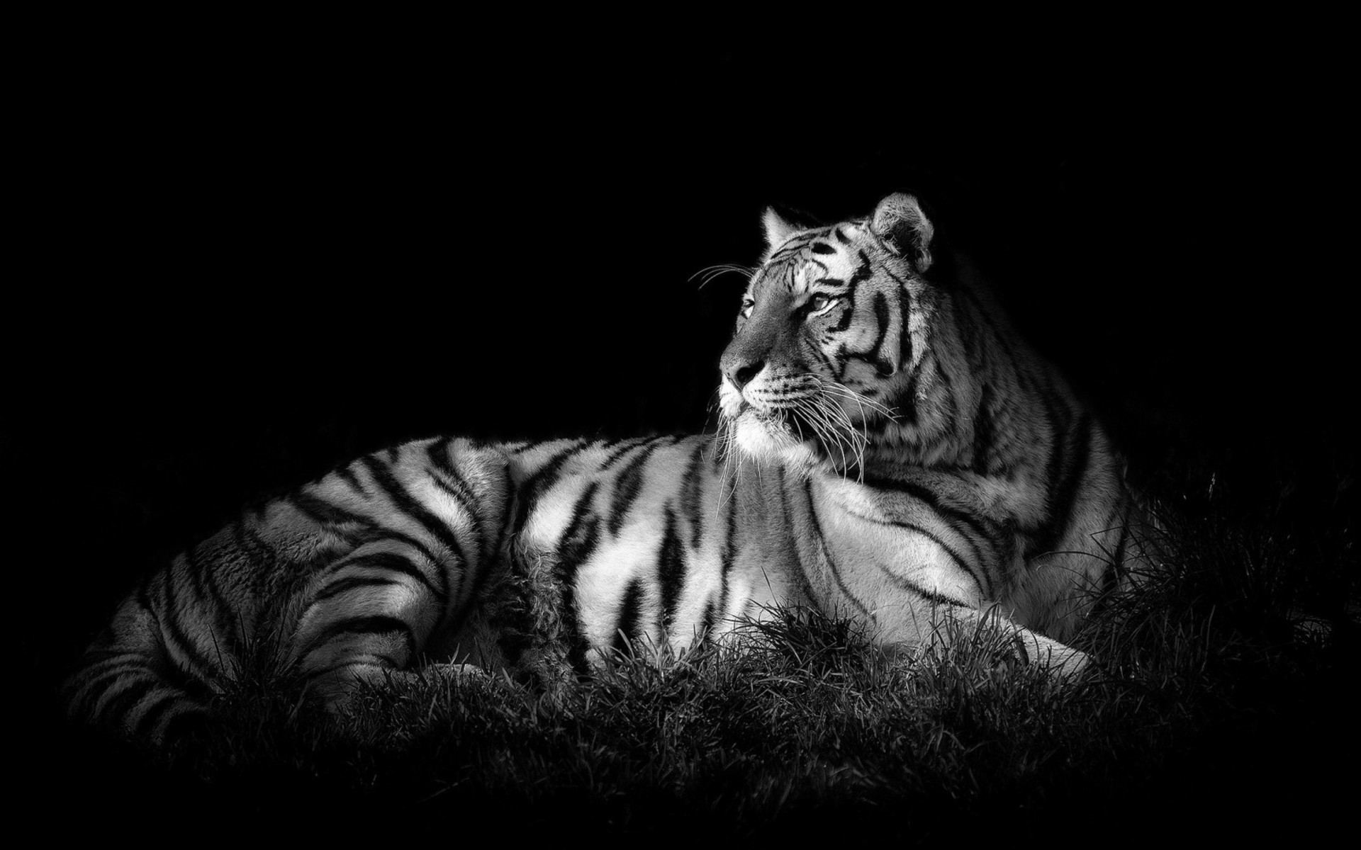 Ottieni immagini Cool Tiger Backgrounds 63 Pictures ultima da parte di