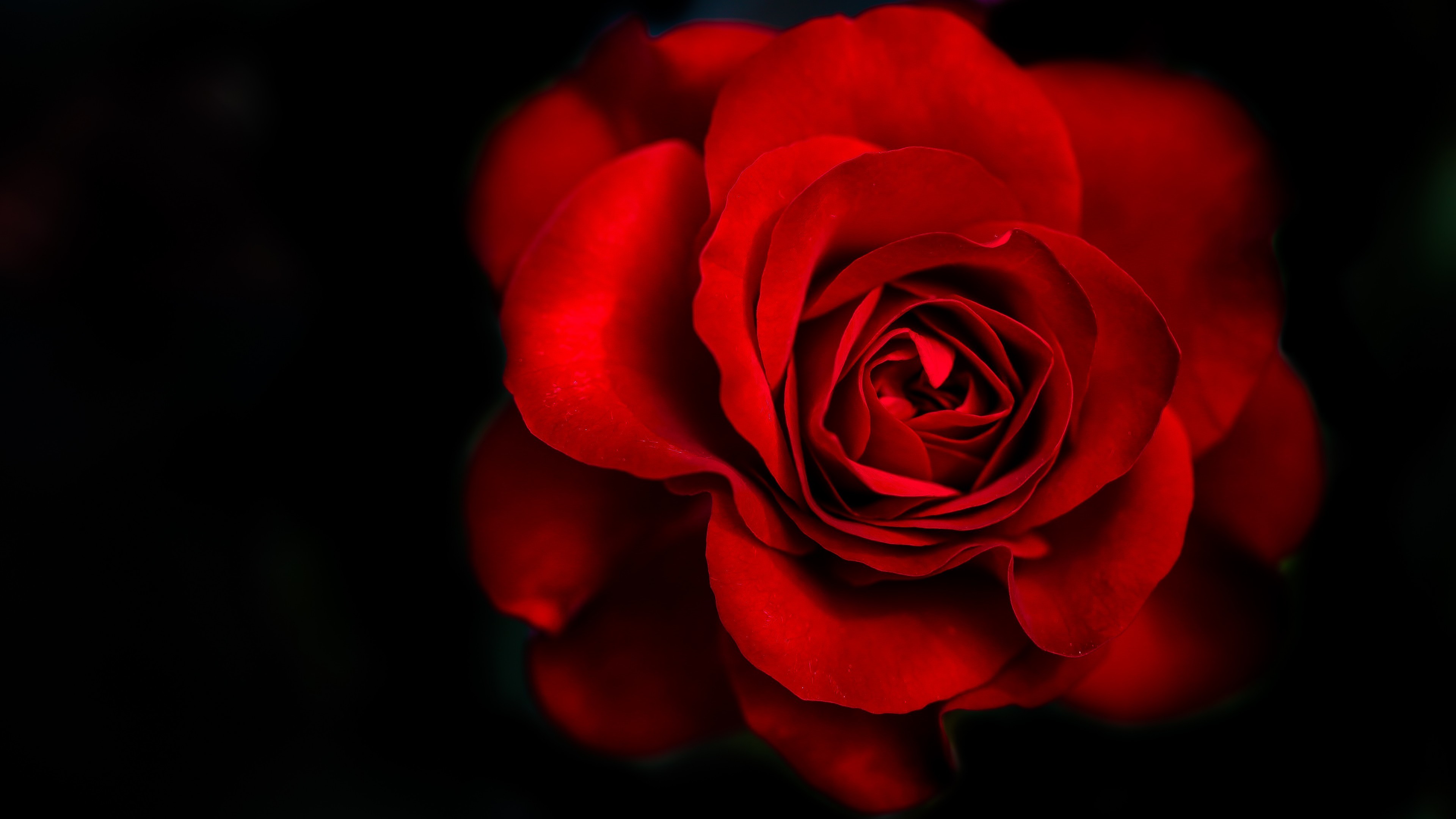 red flower black background (51+ pictures) on red flower black background