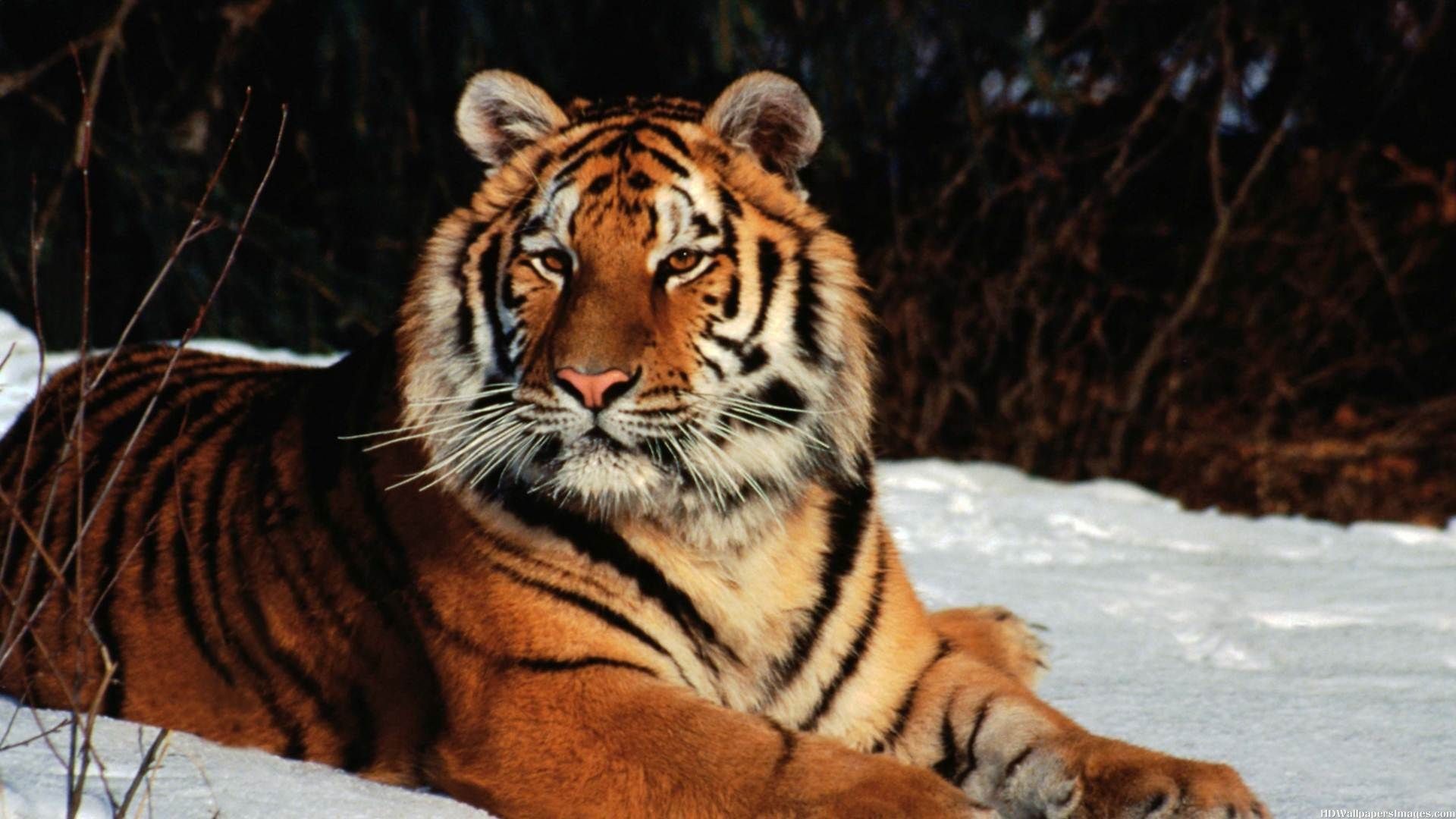 Please contact us if you want to publish an itachi black wallpaper on our. Wild Cat Wallpapers (70+ pictures)