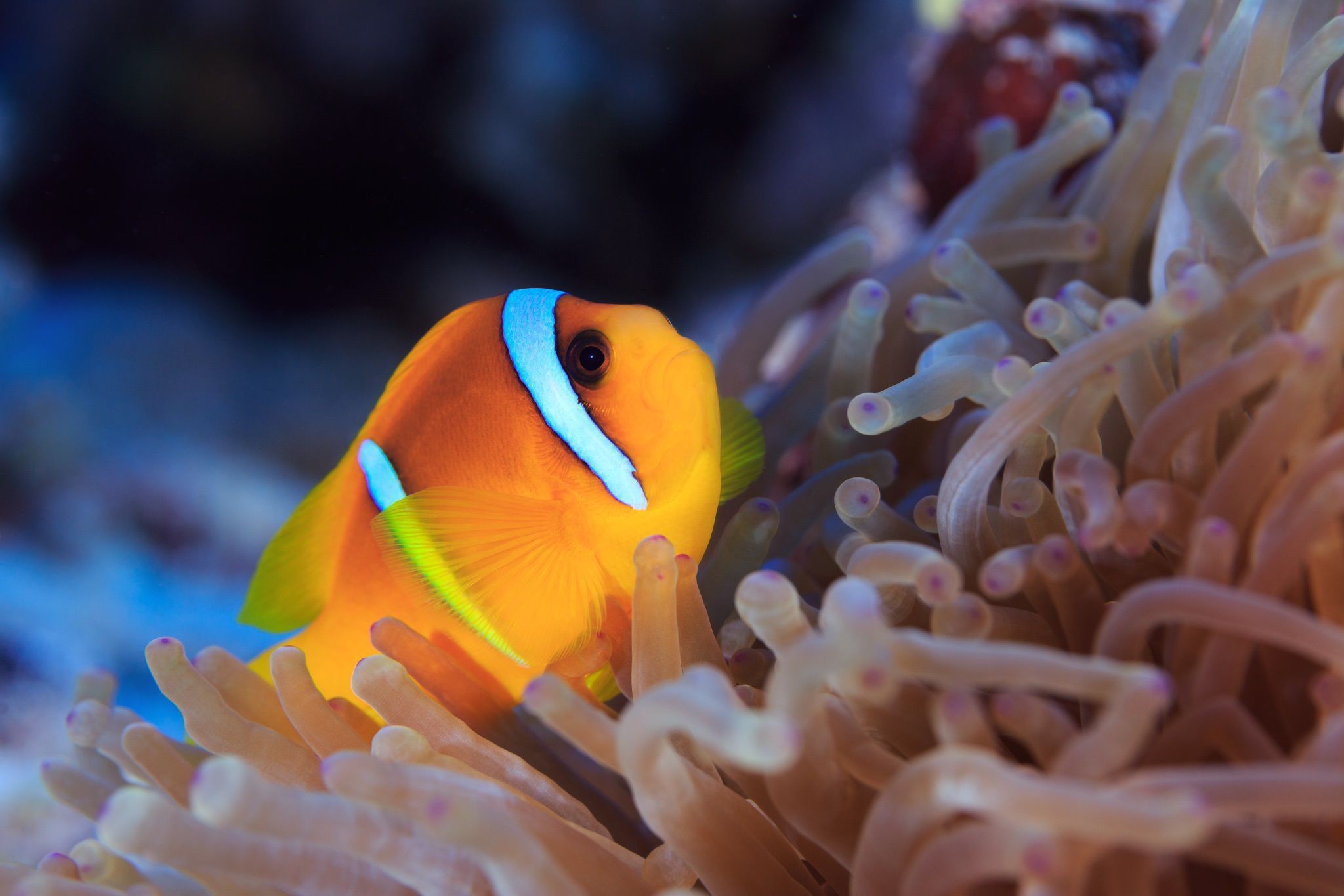 There are different stages of a young fish’s life. Clown Fish Wallpaper (61+ pictures)