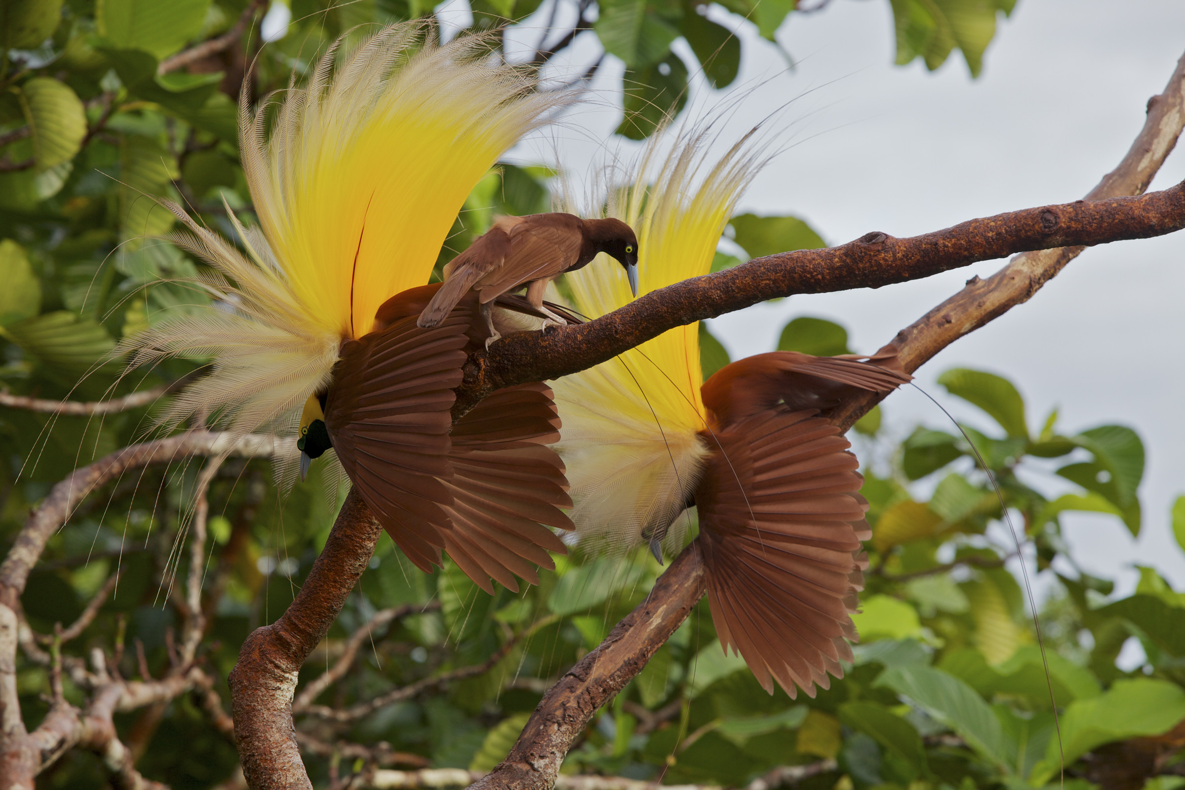 Wallpaper birds of paradise (57+ pictures)