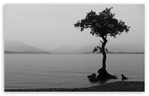 Tree in water