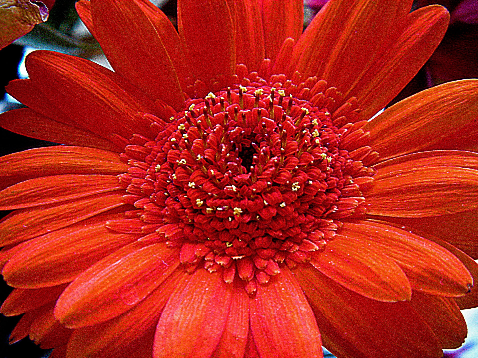 Removing the background from an image is not the easiest place to start. Autumn Flower Wallpapers Images Photos Pictures Backgrounds