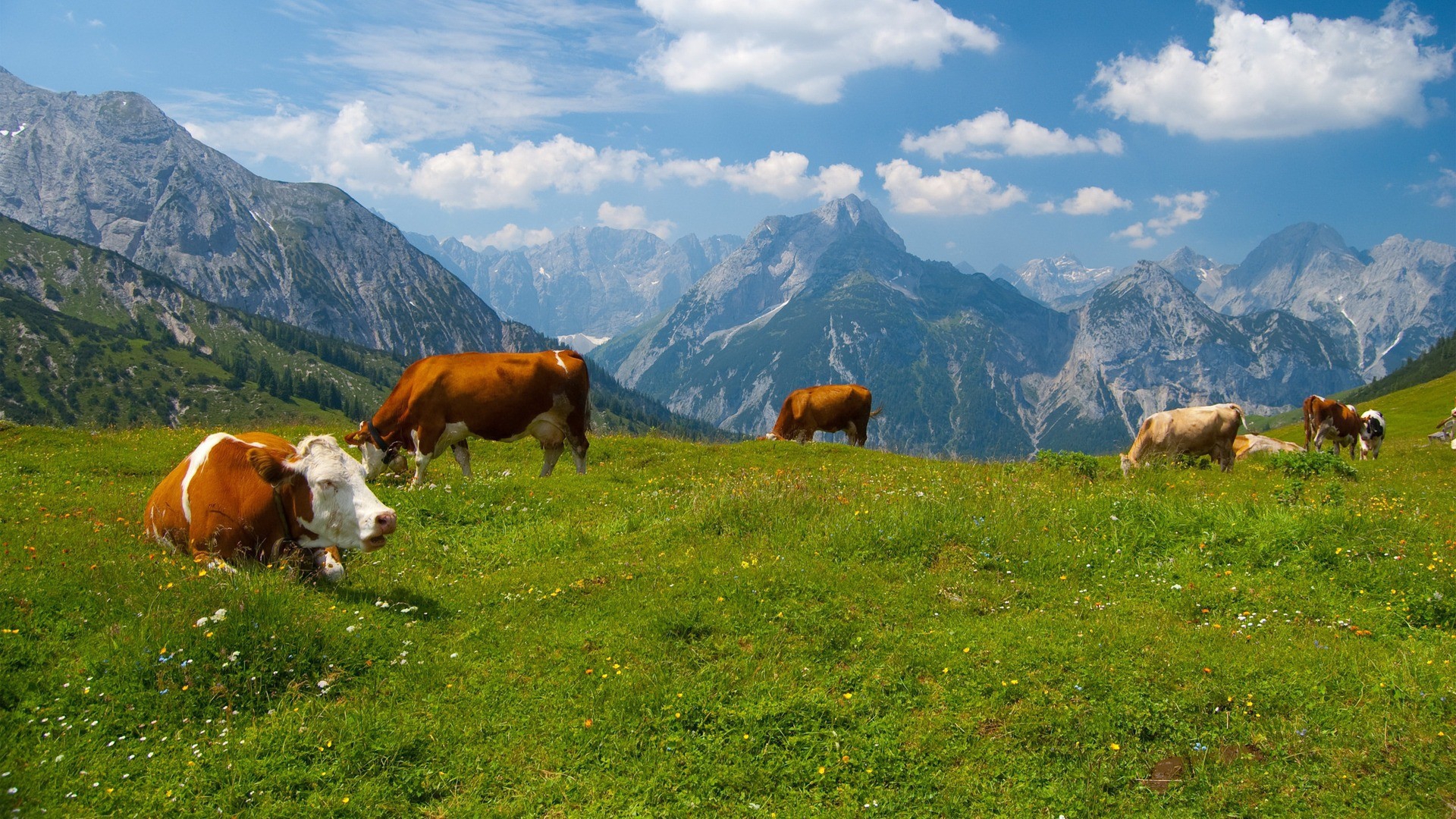 Remove background & remove distraction. Cow Wallpapers Images Photos Pictures Backgrounds