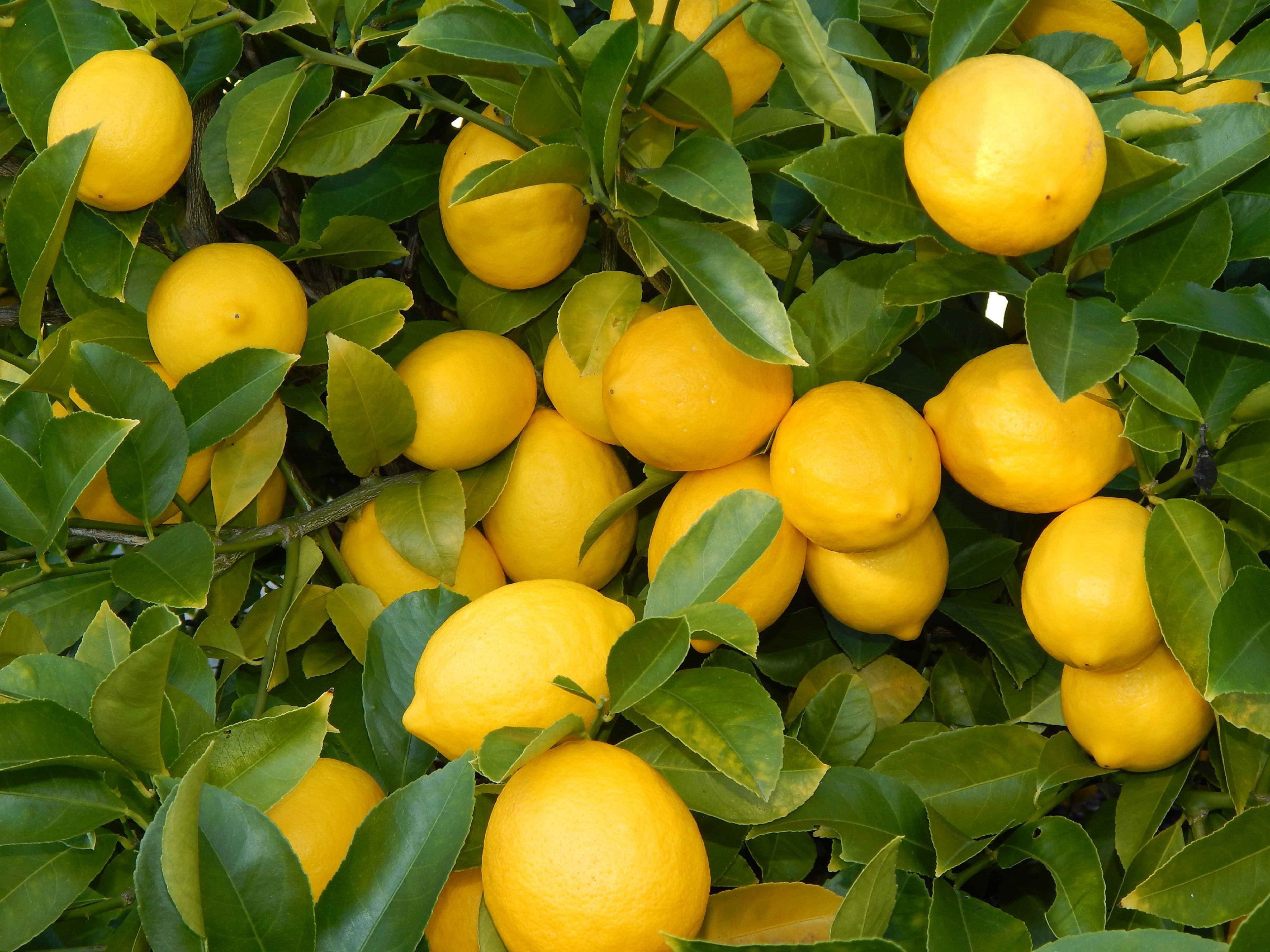 The wallpaper trend is going strong. Lemon Wallpapers Images Photos Pictures Backgrounds