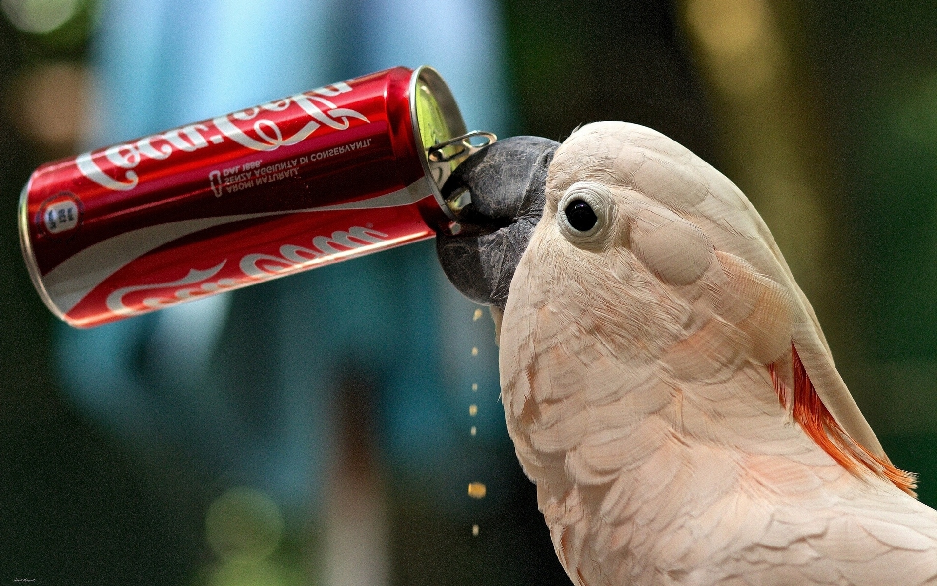 Find over 100+ of the best free coca cola images. parrot drink Coca-Cola Wallpapers HD / Desktop and Mobile