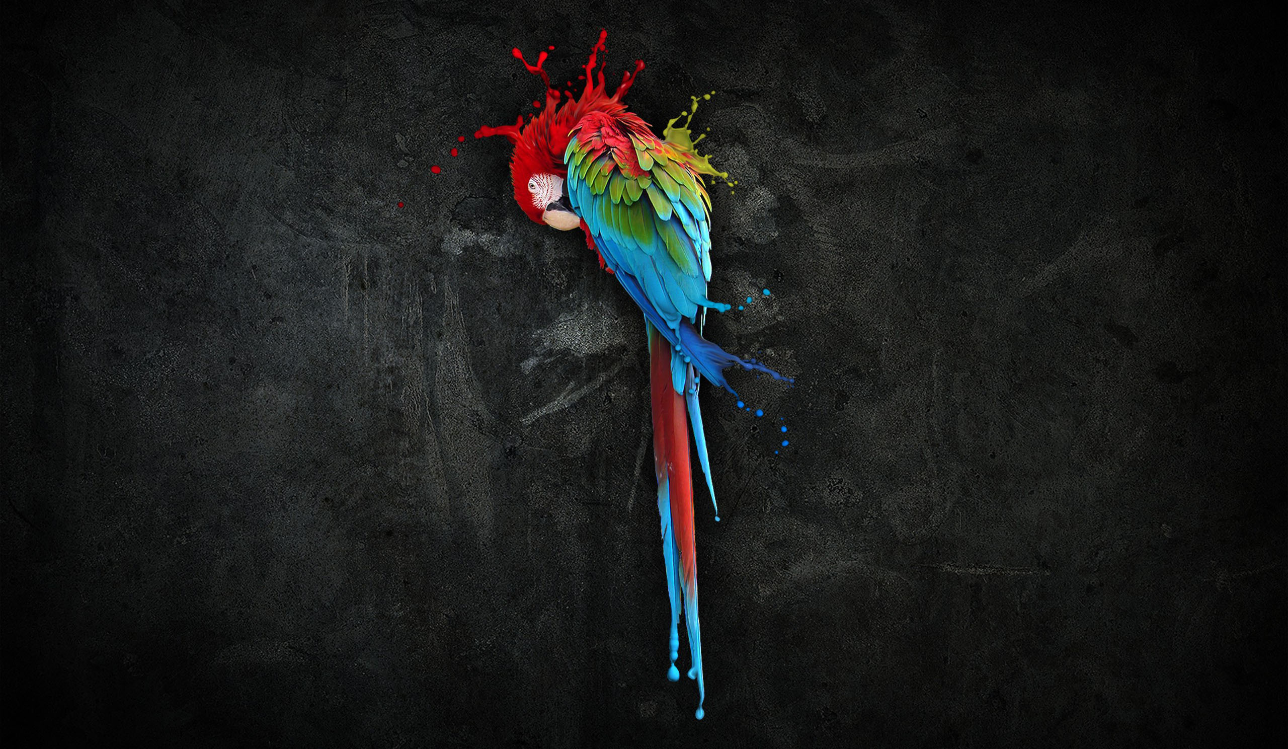 Looking for dining room wall ideas? Parrots Abstract On The Black Wall Wallpapers Hd Desktop And Mobile Backgrounds