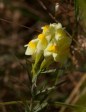 026 Common Toadflax