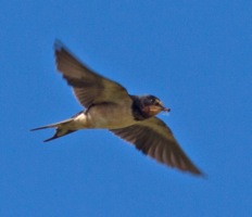024 Swallow with ant
