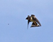 036 Swallow with ant in its sight