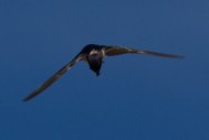 040 Swallow with Ant