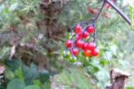 spider on web & berries