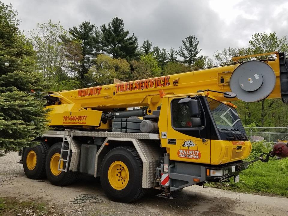 Tree removal services in stoughton, ma