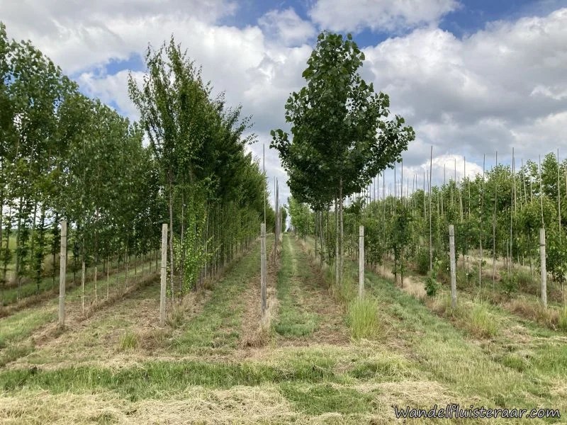 Speelbos Droombergen in Oombergen
