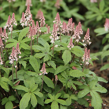 Tiarella 'Spring Symphony' 2L Spetsmössa