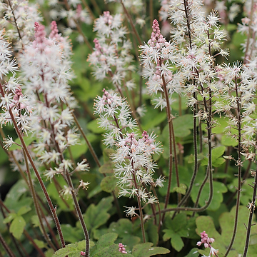 Tiarella 'Spring Symphony' Spetsmössa