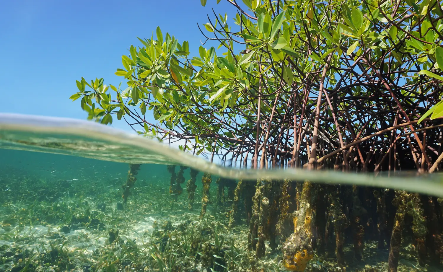 Mangrove forest along the coast in Grand Cayman
