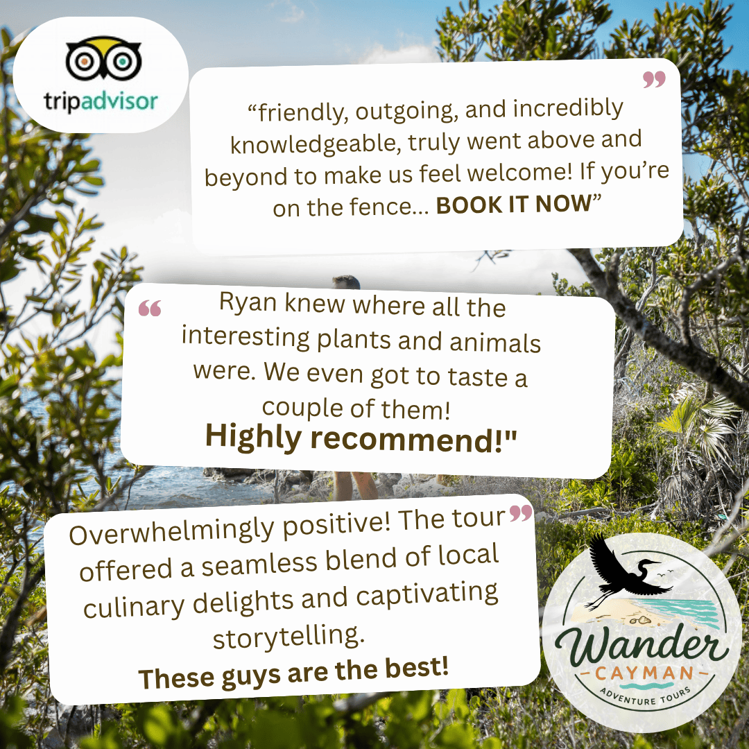 Reviews Wander Cayman