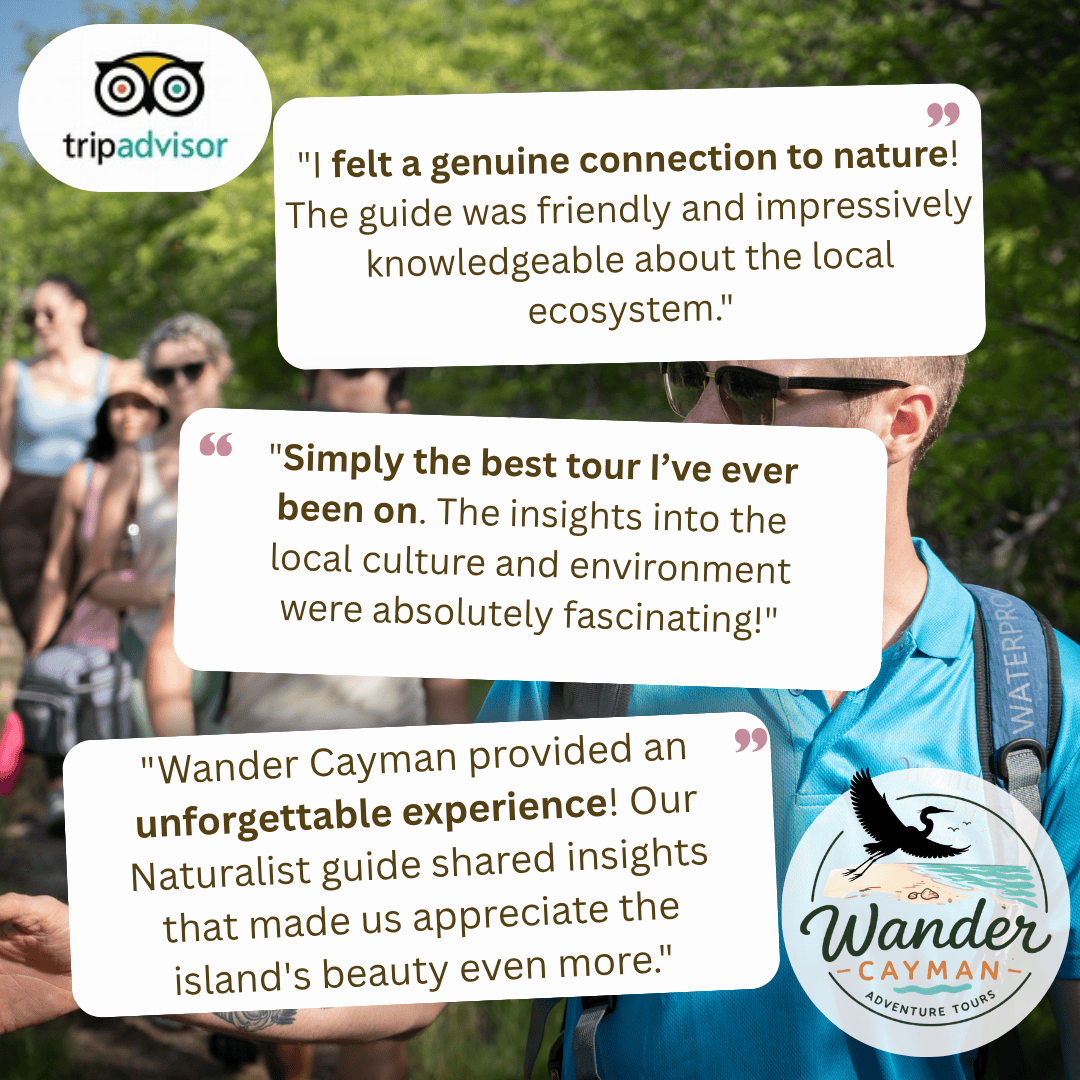 TripAdvisor Reviews Wander Cayman