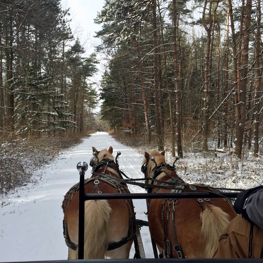 Sleigh Ride at Highland Forest