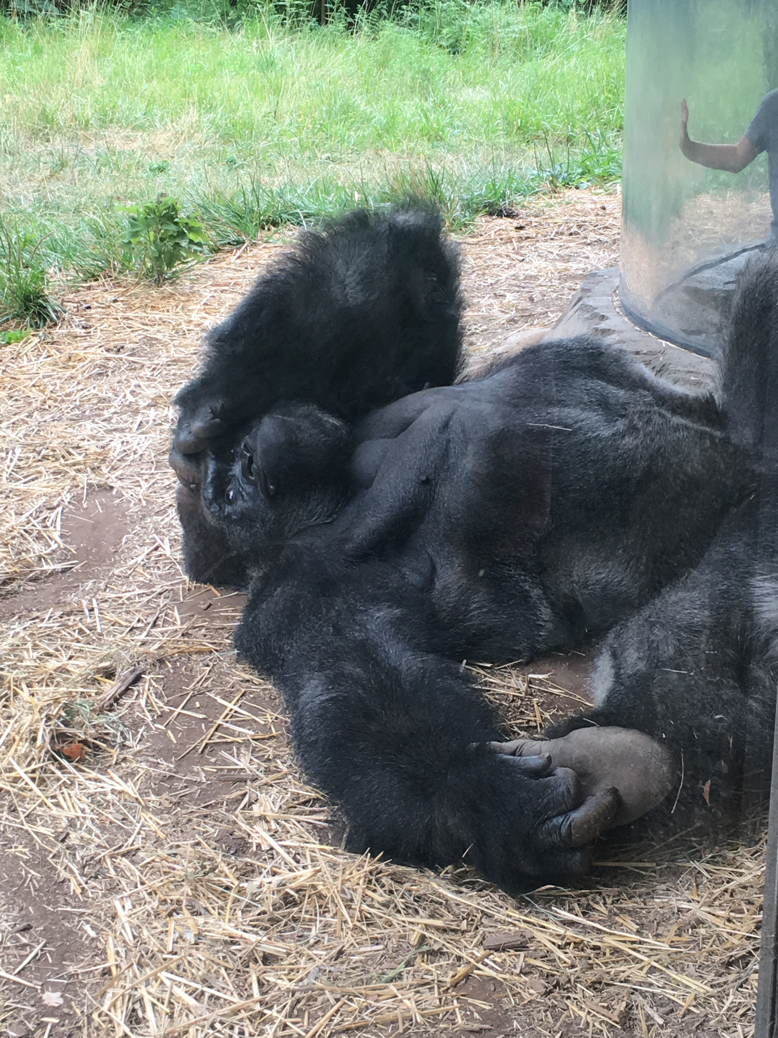 Omaha Gorilla