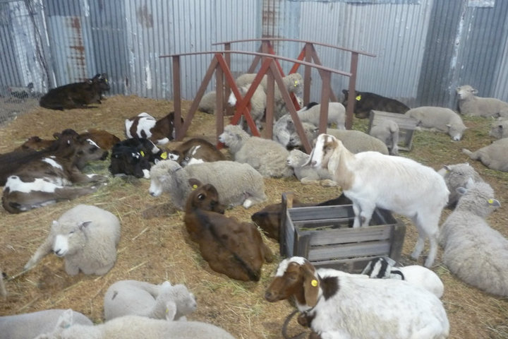 RMS Baby Animals