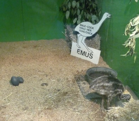 RMS Emus