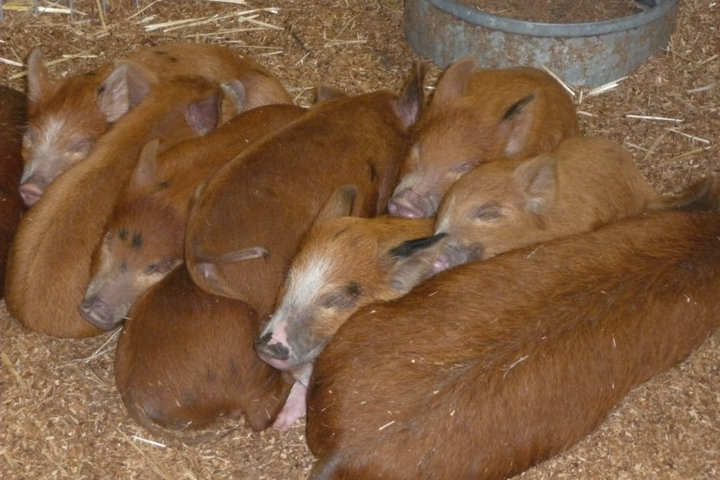 RMS Piglets