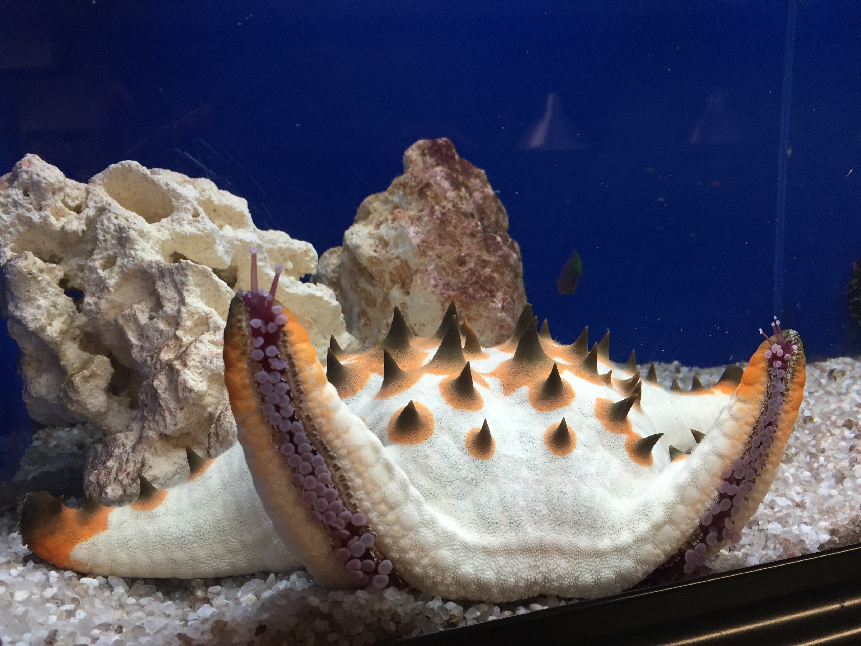 Atlanta Starfish
