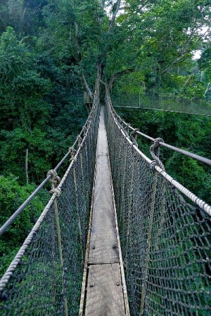 Kakum Rope Bridge