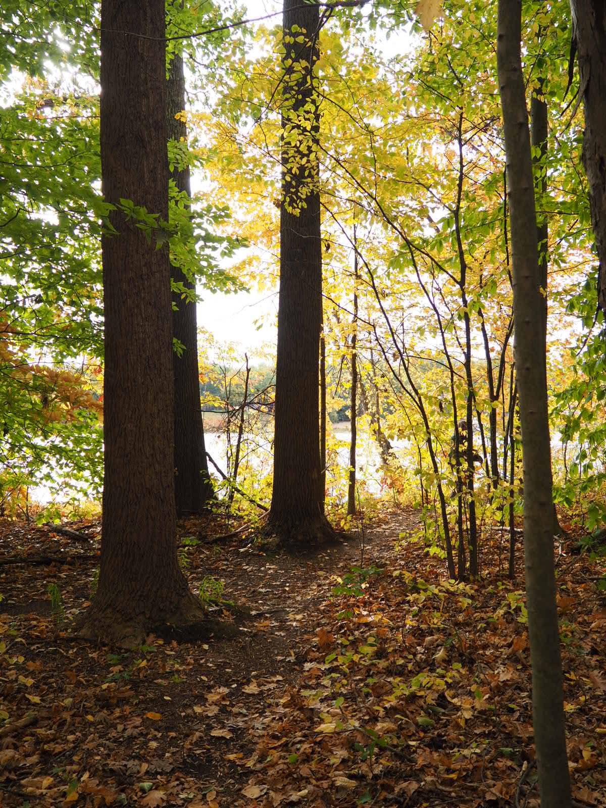 Great Bear Trail