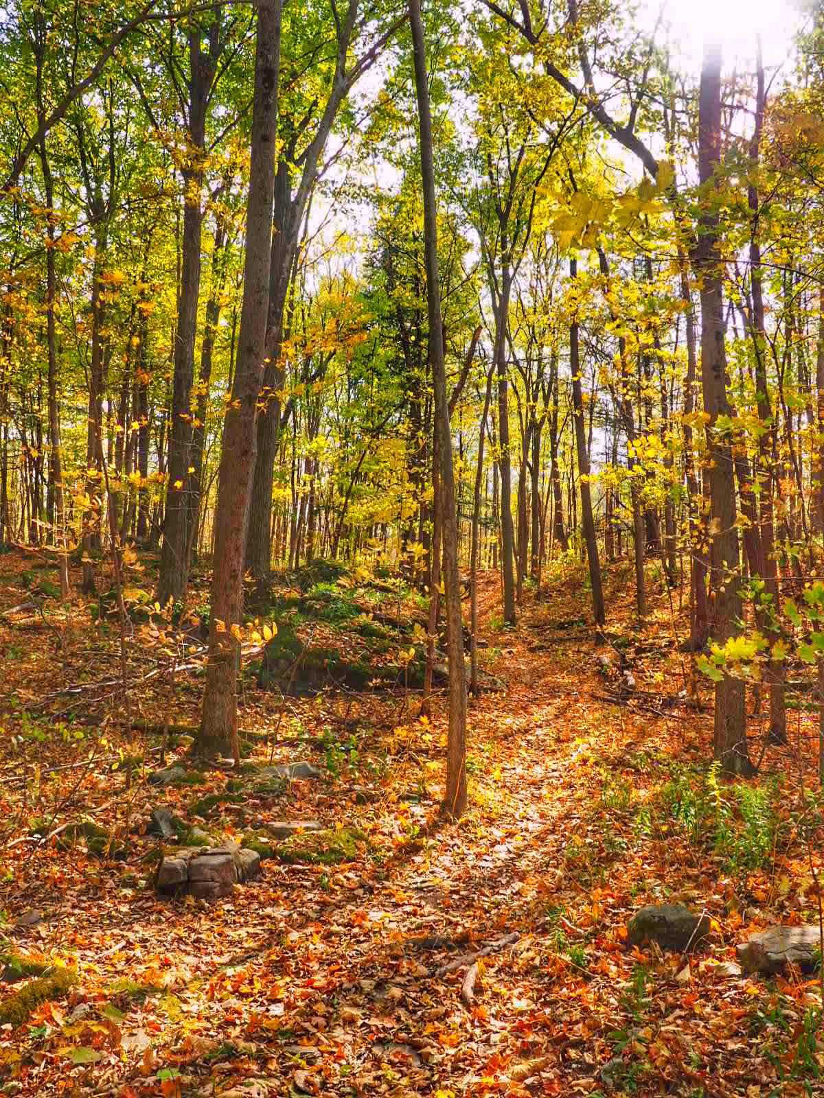 Three Falls Woods in Manlius