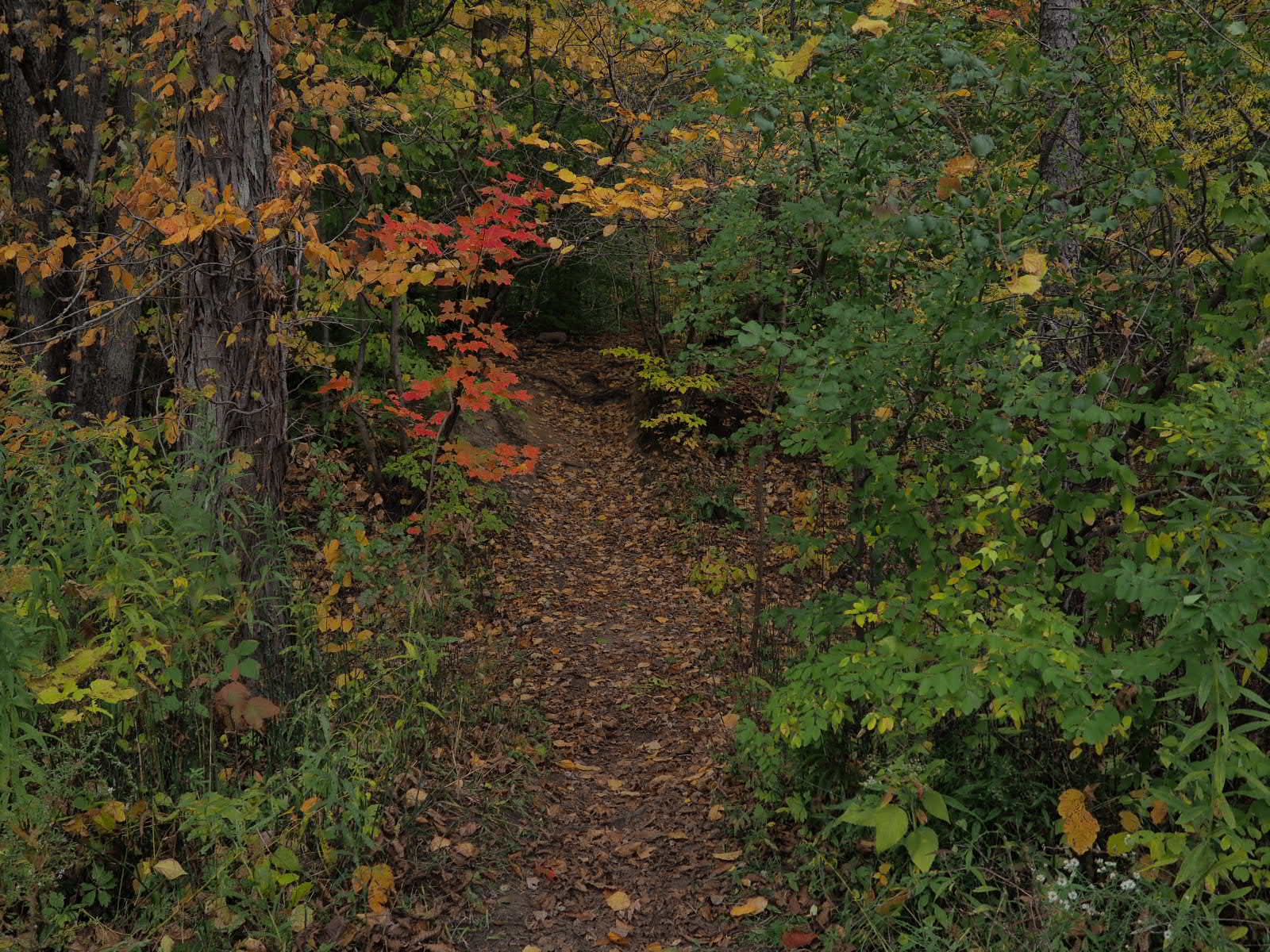Fall at Great Bear