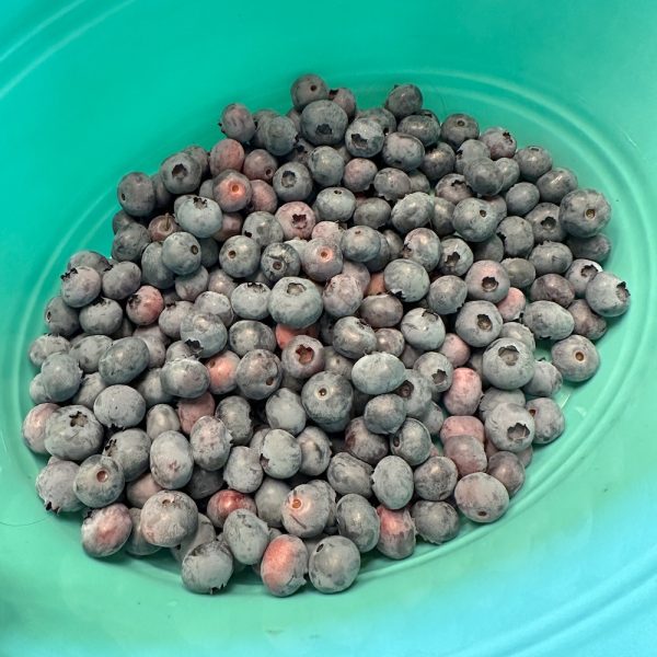 Pail full of blueberries