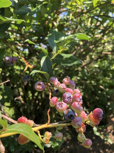 Ripening Blueberries