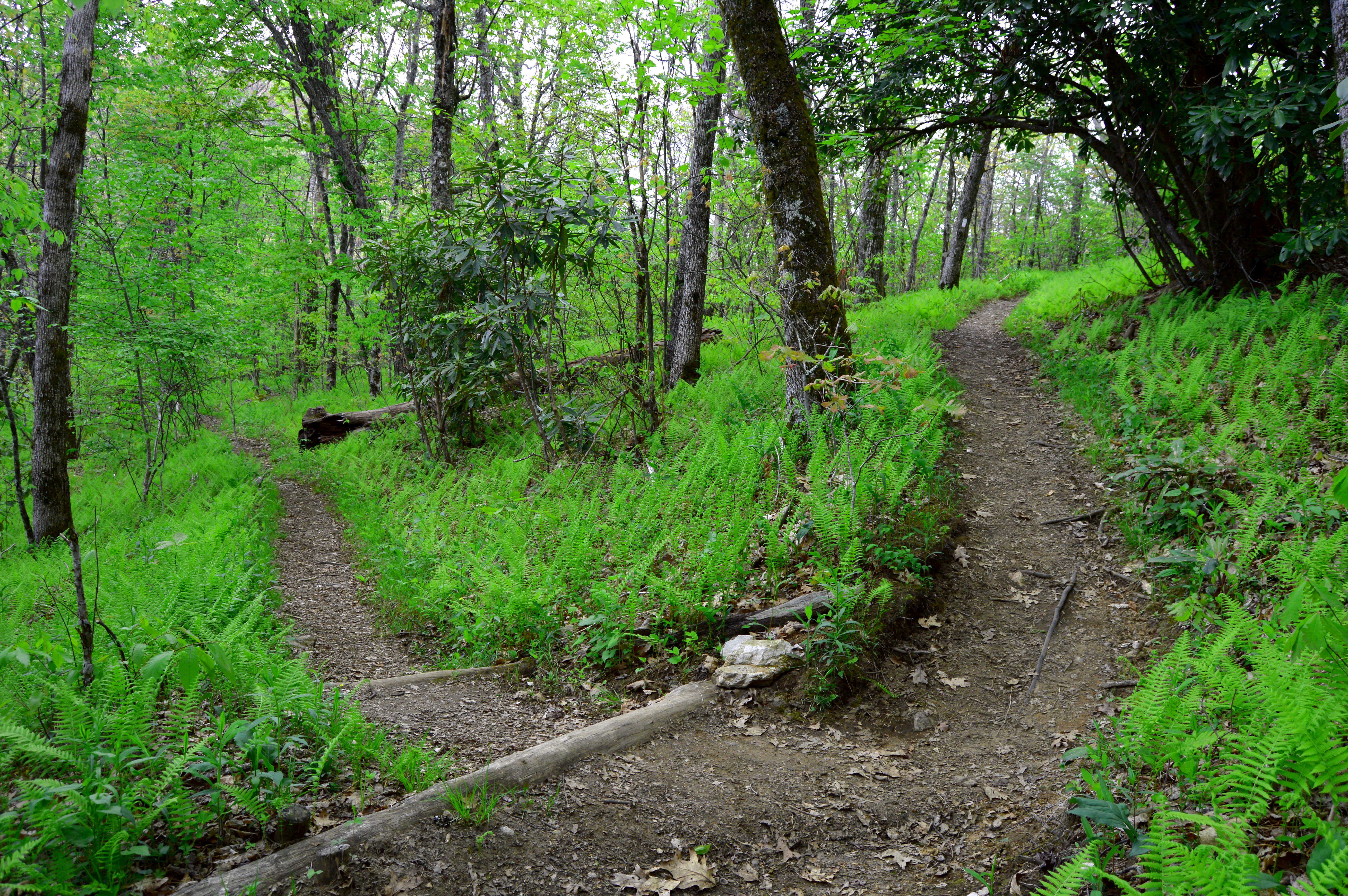 Fern lined switchbacks along the AT