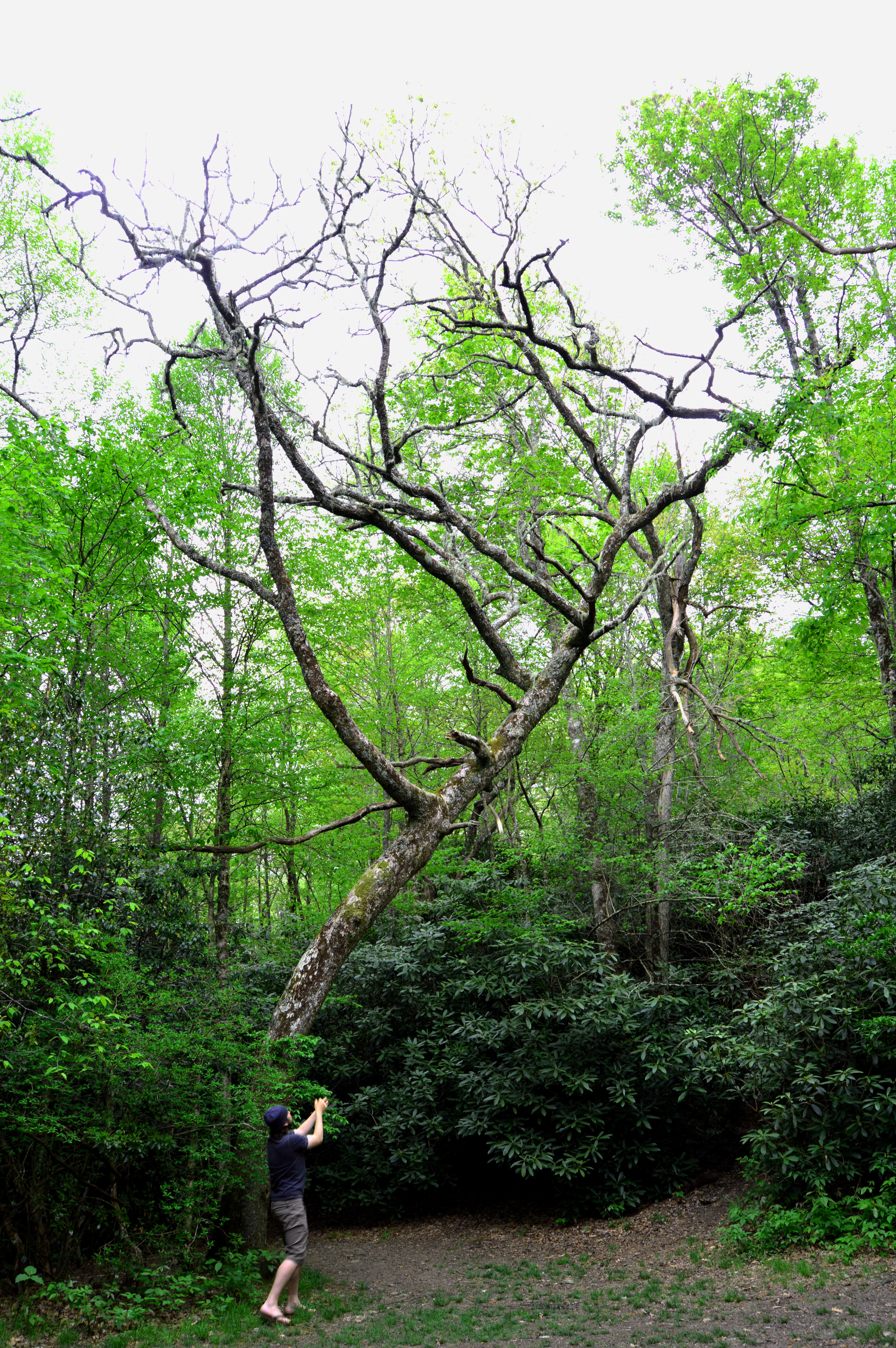 James hanging our bear bag at Betty Creek Gap