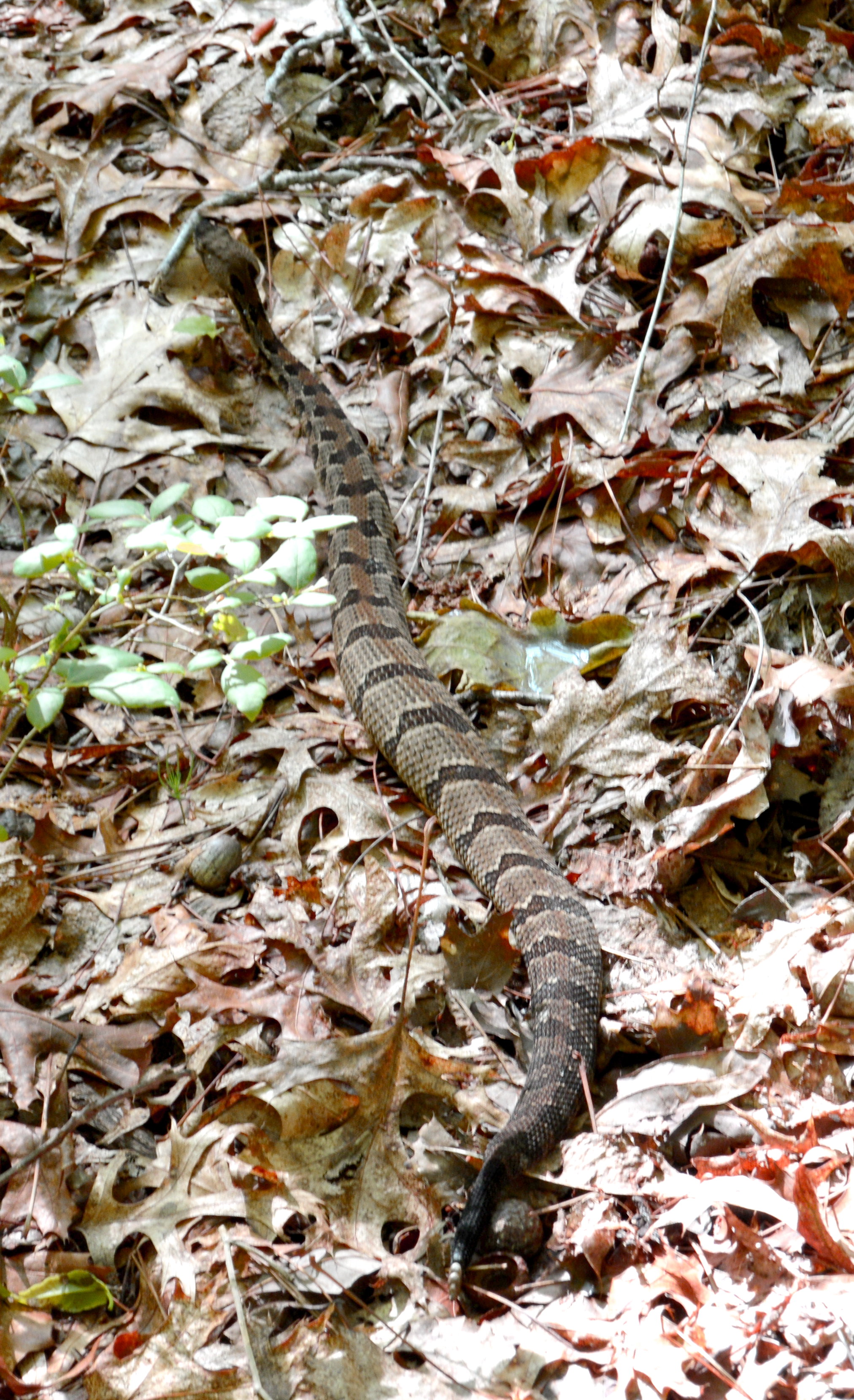 Rattlesnake James almost stepped on while gathering wood.