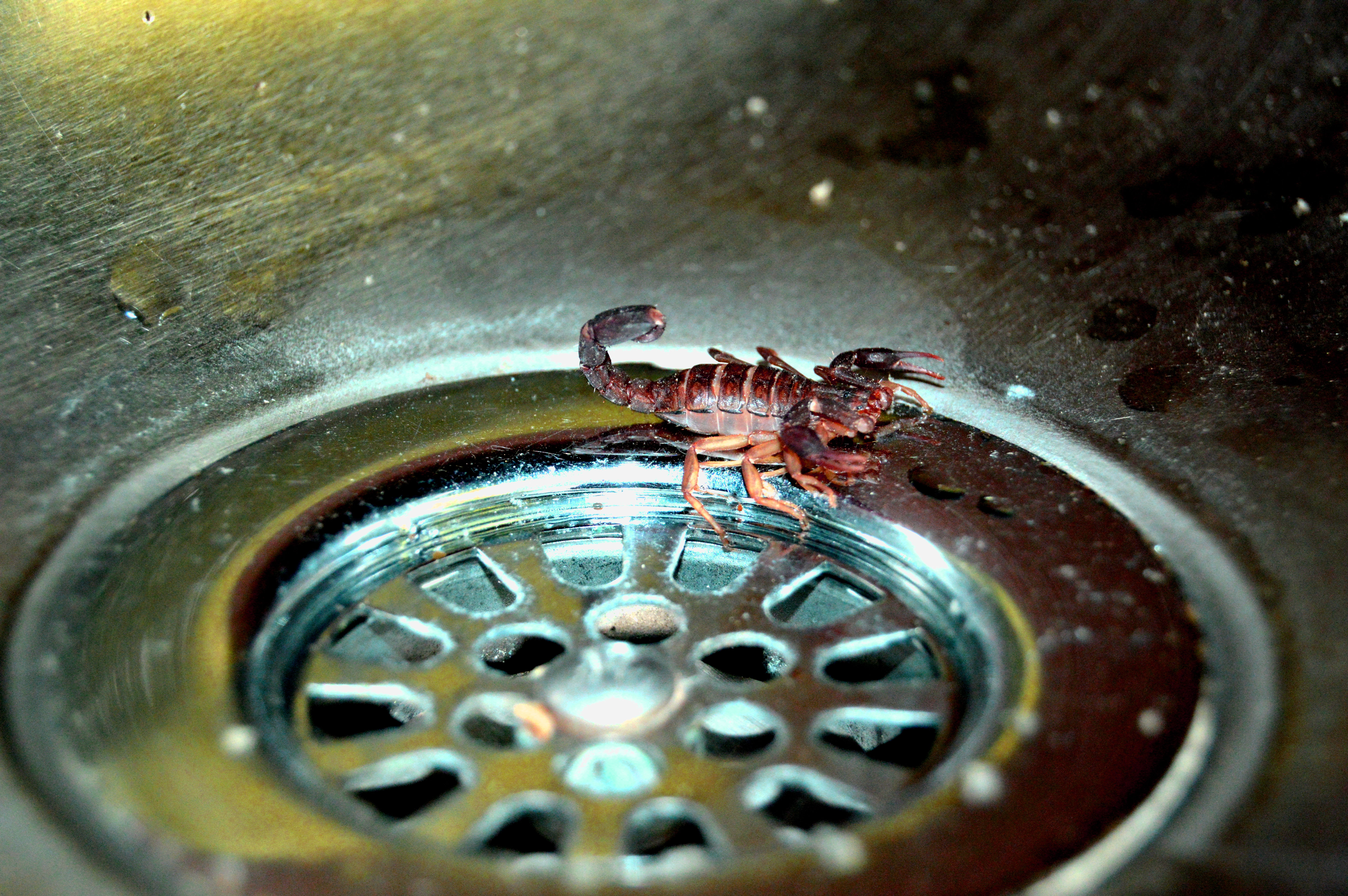 Tiny scorpion found in the water fountain.